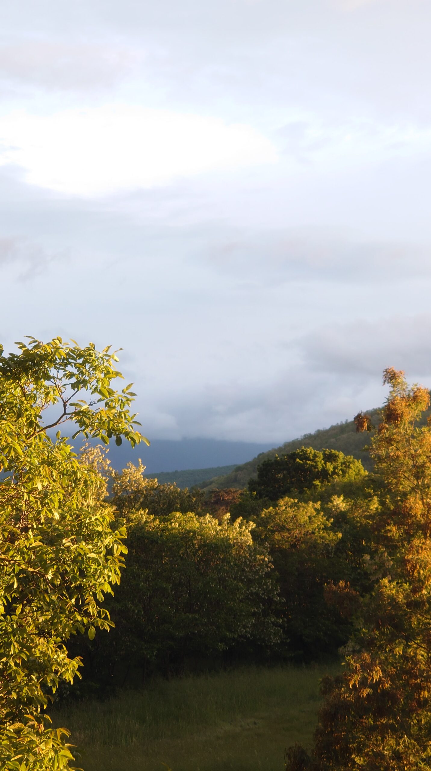 Photo paysage arbres noyer châtaigner chêne hêtre freine merisier